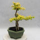 Indoor bonsai -Ligustrum Aurea - Bird's beak - 2/5