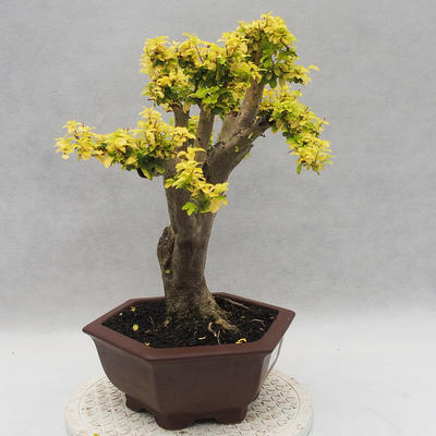 Indoor bonsai -Ligustrum Aurea - Bird's beak - 2