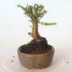 Outdoor bonsai - Ulmus parvifolia SAIGEN - Small-leaved elm - 2/4