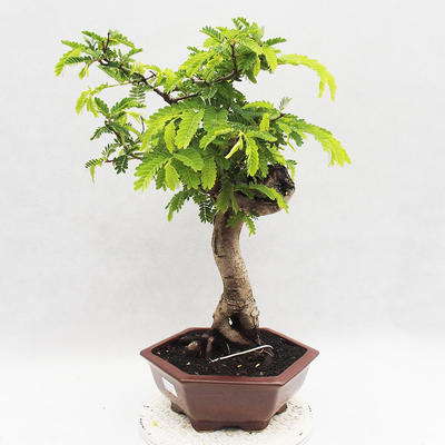 Indoor bonsai -Phyllanthus - Sadness - 2
