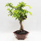 Indoor bonsai -Phyllanthus - Sadness - 2/6