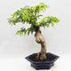 Indoor bonsai -Phyllanthus Niruri- Smuteň - 2/6