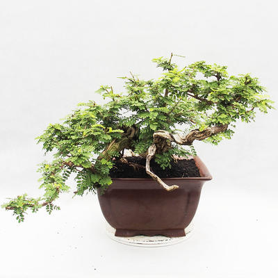 Indoor bonsai -Phyllanthus Niruri- Smuteň - 2