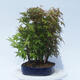 Acer palmatum - Maple - grove - 2/5