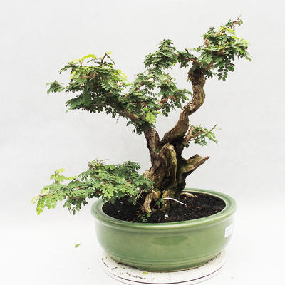 Indoor bonsai -Phyllanthus Niruri- Smuteň - 2