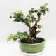 Indoor bonsai -Phyllanthus Niruri- Smuteň - 2/6