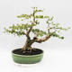 Indoor bonsai - Cudrania equisetifolia - 2/5