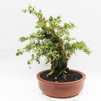 Indoor bonsai - Cudrania equisetifolia - 2