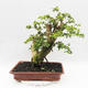 Indoor bonsai - Cudrania equisetifolia - 2/4