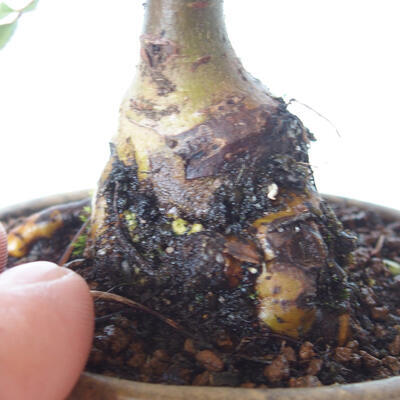 Outdoor bonsai - Ulmus parvifolia SAIGEN - Small-leaved elm - 2