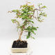 Room Bonsai - Australian Cherry - Eugenia uniflora - 2/5