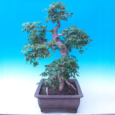 Outdoor bonsai - Baby jelly - Acer campestre - 2