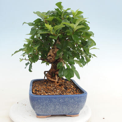 Outdoor bonsai - Celastrus Jesenec - 2