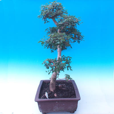 Outdoor bonsai - Baby jelly - Acer campestre - 2