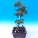 Outdoor bonsai - Baby jelly - Acer campestre - 2/6