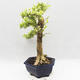 Indoor bonsai - Duranta erecta Variegata - 2/6