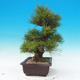 Outdoor bonsai - Pinus thunbergii - Thunberg Pine - 2/5