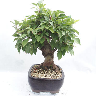 Outdoor bonsai -Malus Halliana - fruited apple - 2