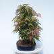Acer palmatum - Maple - grove - 2/5