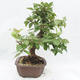 Outdoor bonsai -Malus Halliana - fruited apple - 2/6