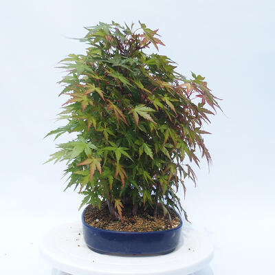 Acer palmatum - Maple - grove - 2