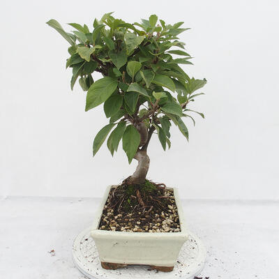 Outdoor bonsai -Malus Halliana - fruited apple - 2