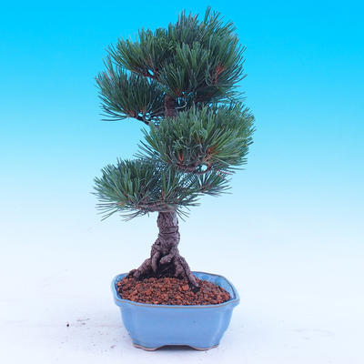Outdoor bonsai - Small tree bark - Pinus parviflora glauca - 2