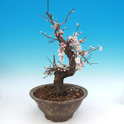 Outdoor bonsai -Japanese Apricot - Prunus mume - 2