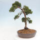 Outdoor bonsai - Juniperus chinensis Kishu - Chinese juniper - 2/4