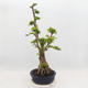 Indoor bonsai - Duranta erecta Aurea - 2/6