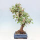 Outdoor bonsai -Malus Halliana - fruited apple - 2/7