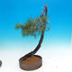 Outdoor bonsai - Pinus Sylvestris - Forest Pine - 2/3