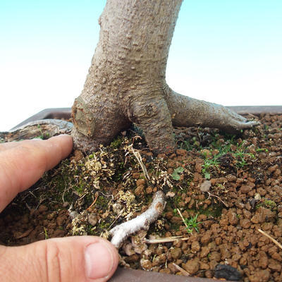 Outdoor bonsai-Fagus sylvatica - 2