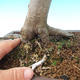 Outdoor bonsai-Fagus sylvatica - 2/2
