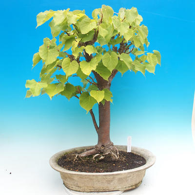 Outdoor bonsai - Lime hearty - 2