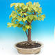 Outdoor bonsai - Lime hearty - 2/3