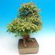 Outdoor bonsai - Maple Buergerianum - Burger Maple - 2/6