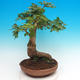 Outdoor bonsai - Baby jelly - Acer campestre - 2/4