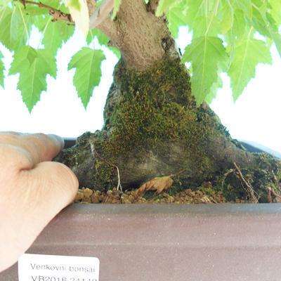 Outdoor bonsai - Acer ginala - Fire maple - 2