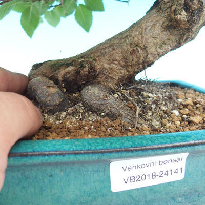 Outdoor bonsai -Carpinus CARPINOIDES - Korean horn - 2