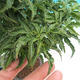 Outdoor bonsai - Acer palmatum SHISHIGASHIRA- Small-leaved maple - 2/3