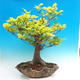 Outdoor bonsai-Fagus sylvatica - 2/3
