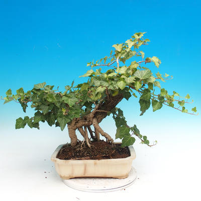 Outdoor bonsai- Hedera - Ivy - 2