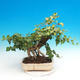 Outdoor bonsai- Hedera - Ivy - 2/2
