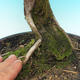 Outdoor bonsai - Common hams - 2/2