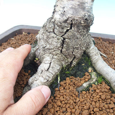 Outdoor bonsai - White birch - betula - 2