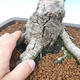 Outdoor bonsai - White birch - betula - 2/2