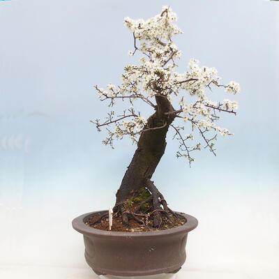 Outdoor bonsai - Prunus spinosa - blackthorn - 2