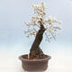 Outdoor bonsai - Prunus spinosa - blackthorn - 2/6