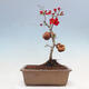 Outdoor bonsai - Chaneomeles sup. Nicoline - quince - 2/5